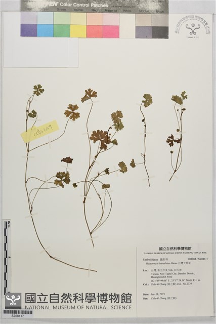 台灣天胡荽藏品圖，第1張