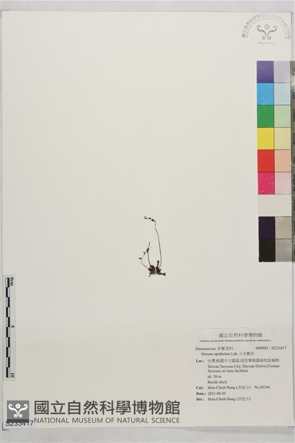 小毛氈苔藏品圖，第1張