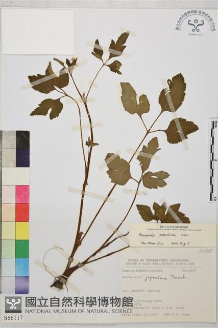 鉤柱毛茛藏品圖，第1張