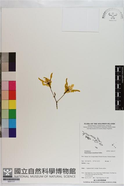 Accession Number:S201117 Collection Image