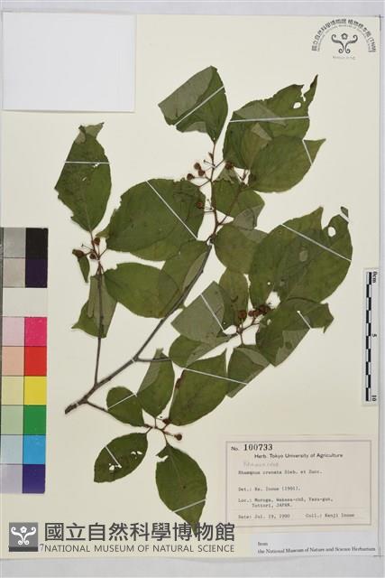 鈍齒鼠李藏品圖，第1張