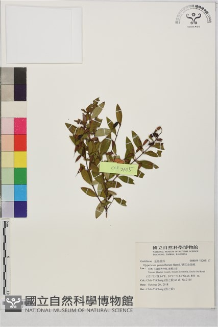 雙花金絲桃藏品圖，第1張