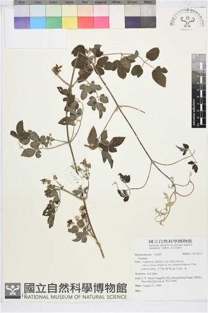 登錄號:S132317藏品圖，第1張