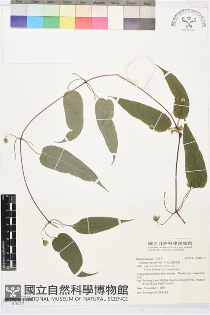 亨利氏鐵線蓮藏品圖，第1張