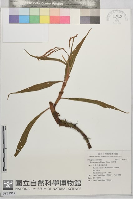 絨毛蓼藏品圖，第1張