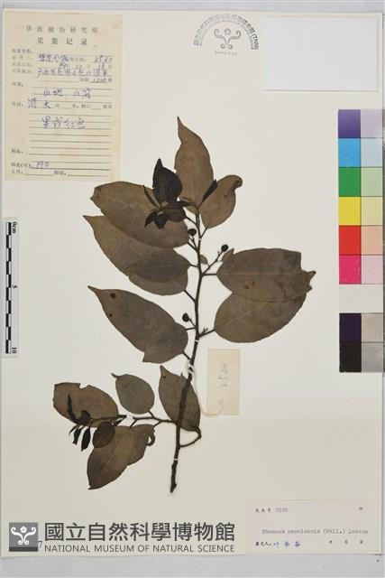 Accession Number:S045317 Collection Image