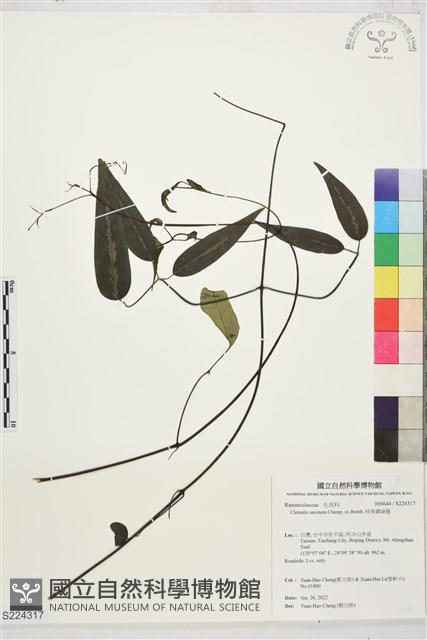 柱果鐵線蓮藏品圖，第1張