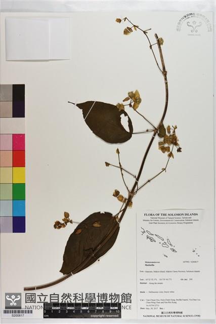 Accession Number:S200817 Collection Image