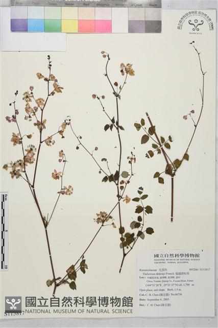 偏翅唐松草藏品圖，第1張