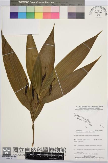 管花蘭藏品圖，第1張