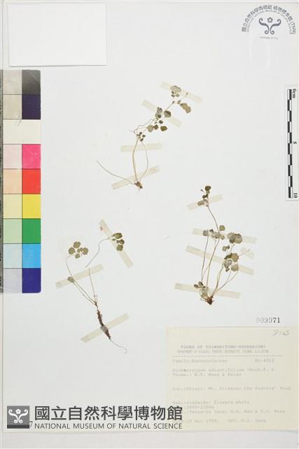 鐵線蕨葉人字果、臺灣人字果藏品圖，第1張