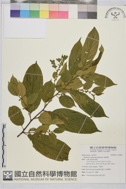 桶鉤藤藏品圖，第1張