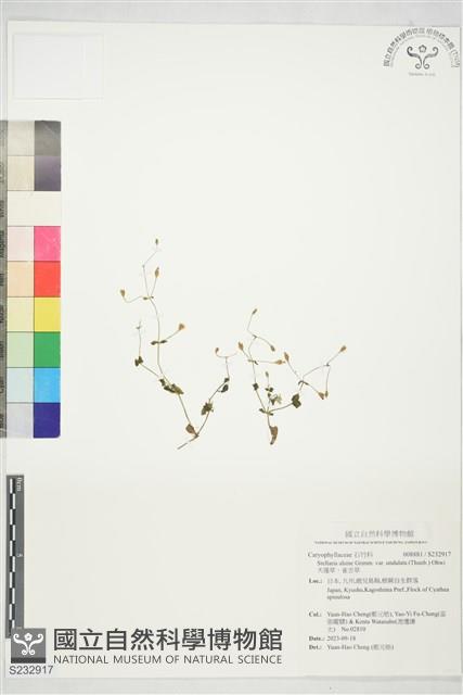 天蓬草、雀舌草藏品圖，第1張