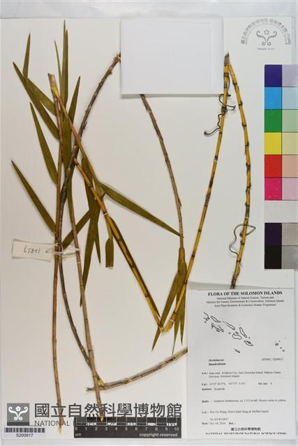 登錄號:S200917藏品圖，第1張