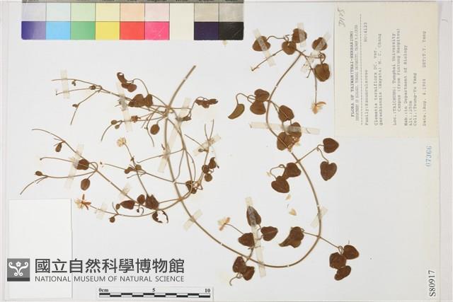 鵝鑾鼻鐵線蓮藏品圖，第1張