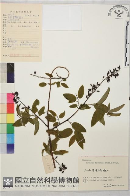 多花勾兒茶, 多花黃鱔藤藏品圖，第1張