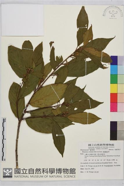 鈍齒鼠李藏品圖，第1張