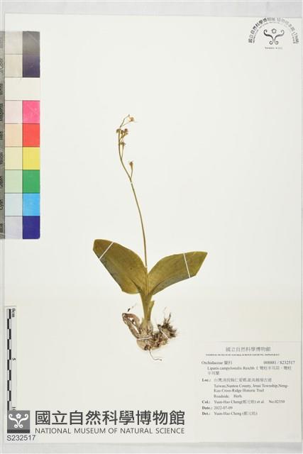 彎柱羊耳蒜、彎柱羊耳蘭藏品圖，第1張