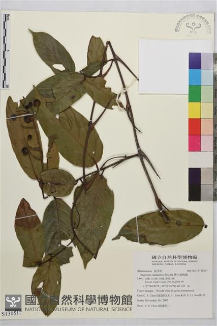 巒大雀梅藤藏品圖，第1張