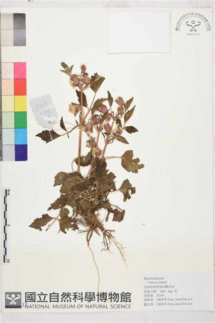 鈍萼鐵線蓮藏品圖，第1張