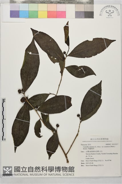 阿薩姆茶藏品圖，第1張