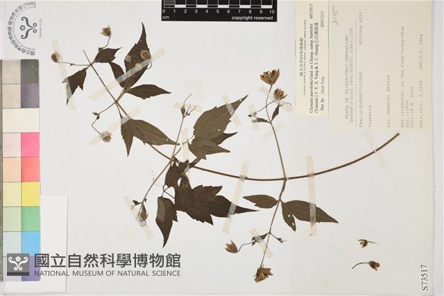 巴氏鐵線蓮藏品圖，第1張