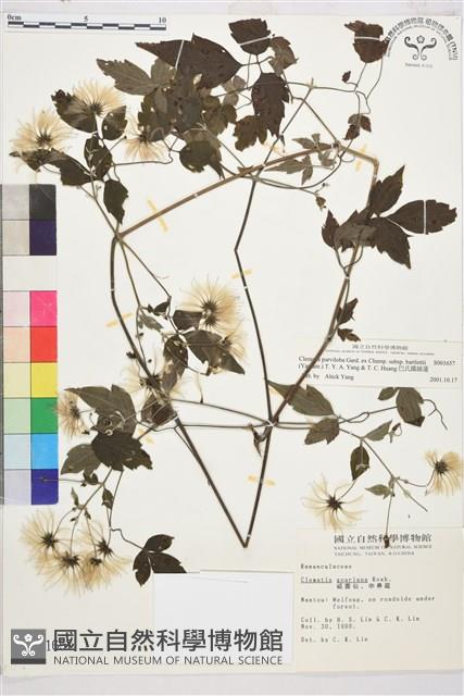 巴氏鐵線蓮藏品圖，第1張