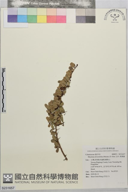 北仲, 刺裸實藏品圖，第1張