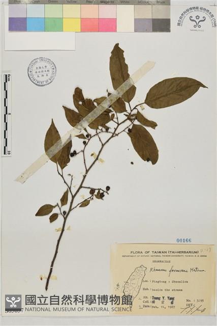 桶鉤藤藏品圖，第1張