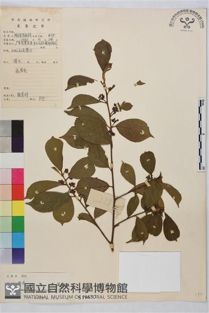 鈍齒鼠李藏品圖，第1張