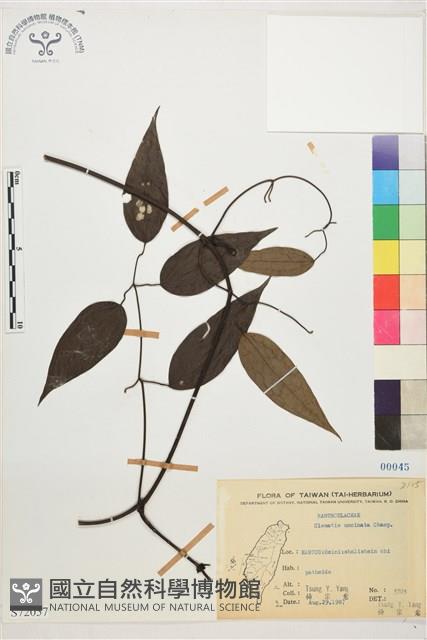 Accession Number:S072057 Collection Image, Figure 2, Total 2 Figures