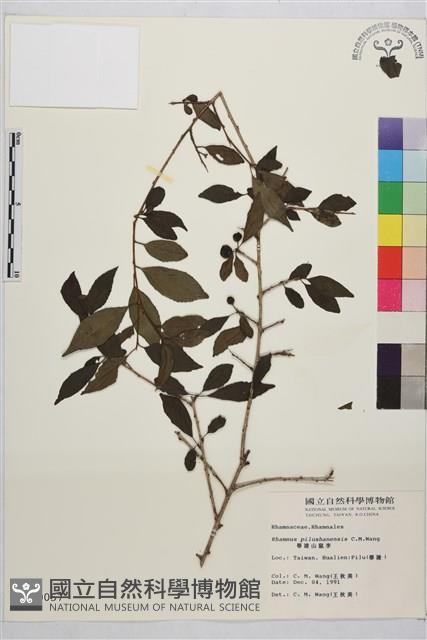 畢祿山鼠李藏品圖，第1張