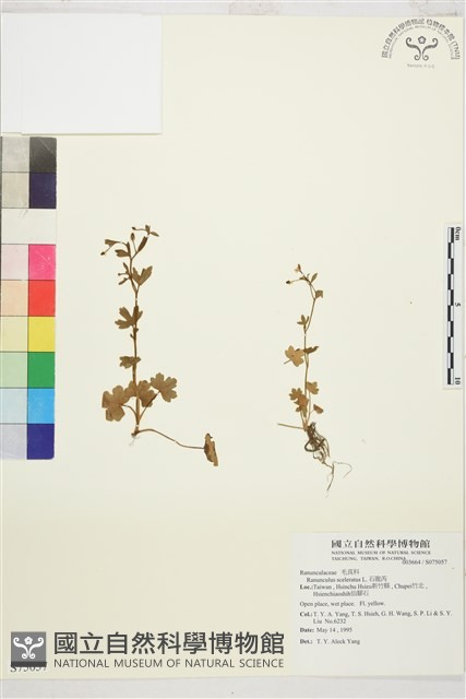 石龍芮藏品圖，第1張