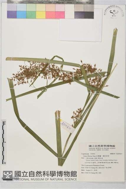 紅鞘薹、蕨狀苔草藏品圖，第1張