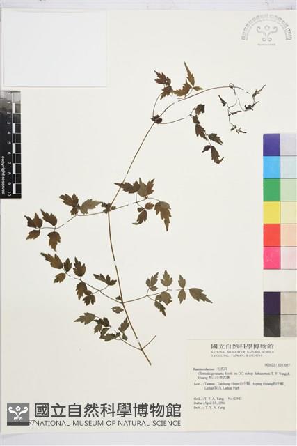 梨山小蓑衣藤藏品圖，第2張