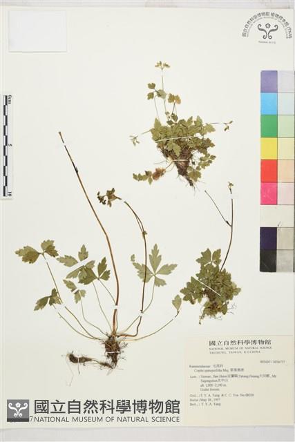 五葉黃連藏品圖，第1張