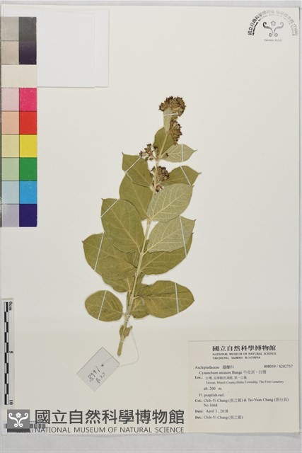 牛皮消、白薇藏品圖，第1張
