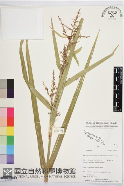 登錄號:S195757藏品圖，第1張