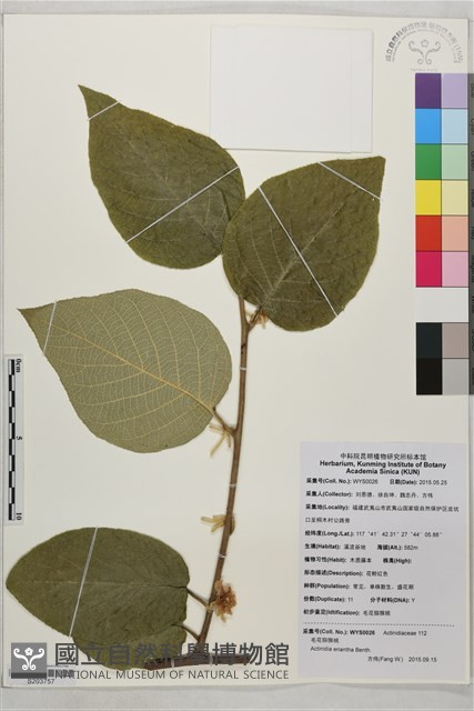 毛花楊桃藏品圖，第1張