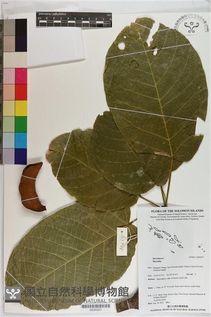 登錄號:S200257藏品圖，第1張