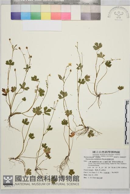 鹿場毛茛藏品圖，第1張