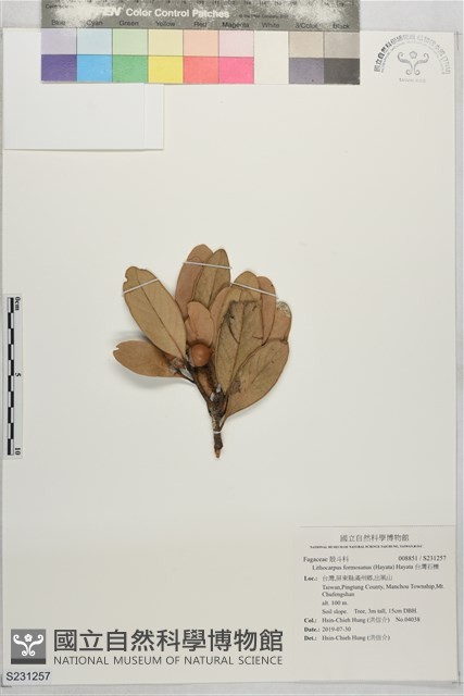 台灣石櫟藏品圖，第1張