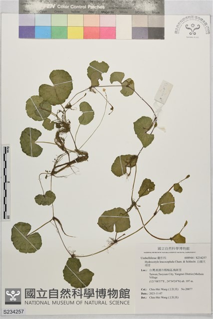白頭天胡荽藏品圖，第1張