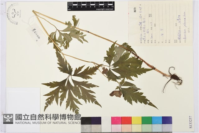 鴨綠烏頭藏品圖，第1張