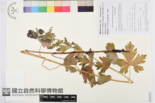 獨龍烏頭藏品圖，第1張