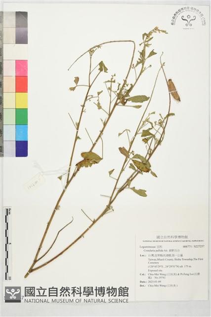 黃野百合藏品圖，第1張