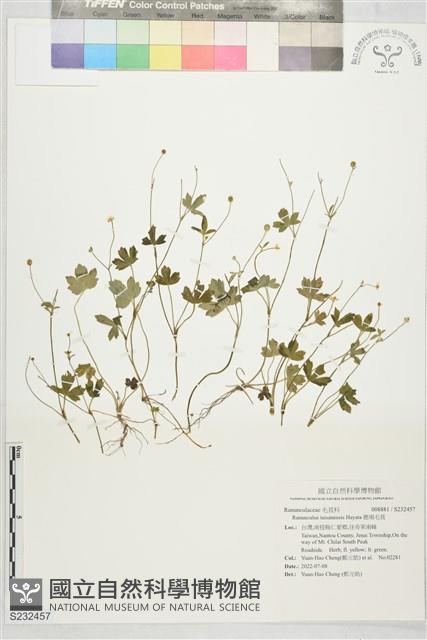 鹿場毛茛藏品圖，第1張