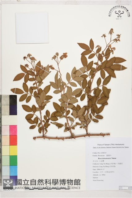 小金櫻、太魯閣薔薇藏品圖，第1張