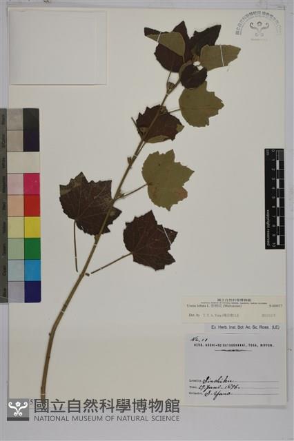 野棉花藏品圖，第1張