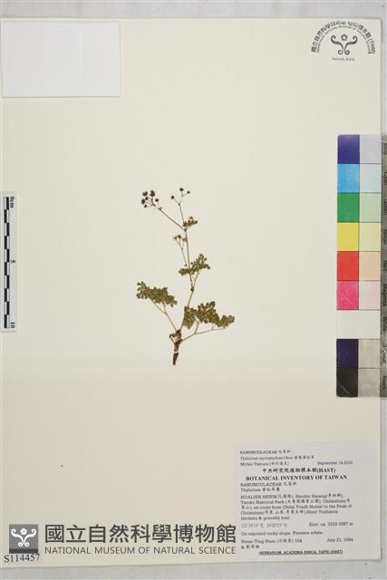 密葉唐松草藏品圖，第1張